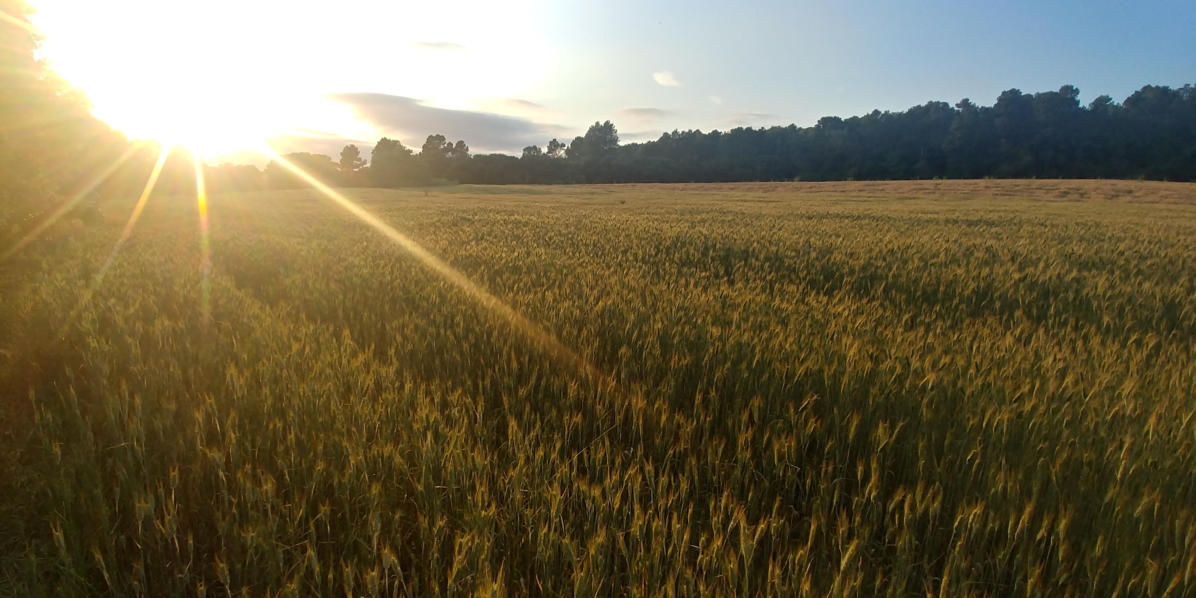 Sunset over a wheat field